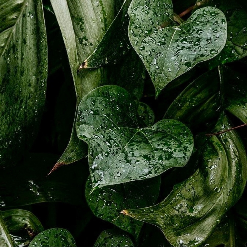 🌿🌱 OFFERS ALWAYS CONSIDERED 🌱🌿